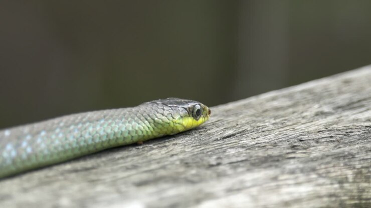 Green tree snake lies motionless close up shot