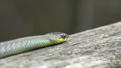 green tree snake lies motionless close up shot