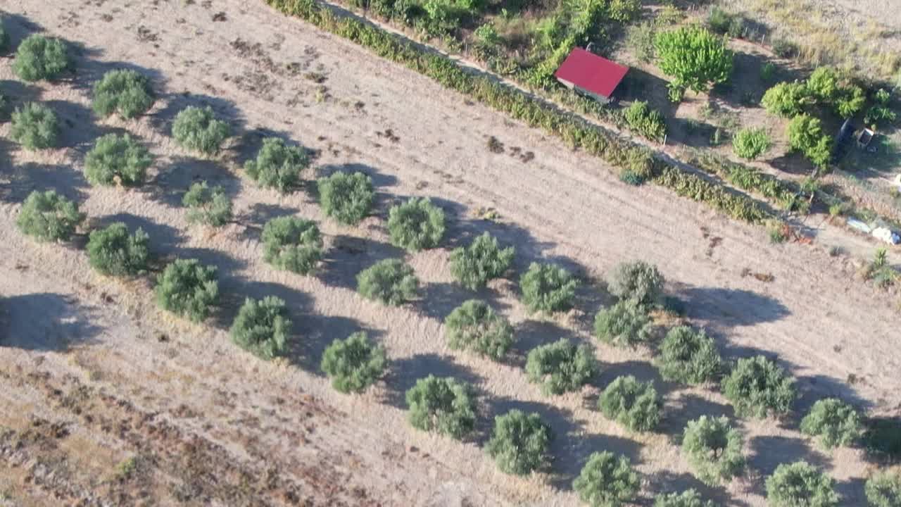 Aerial view of olive groves in Greece showcasing nature's beauty