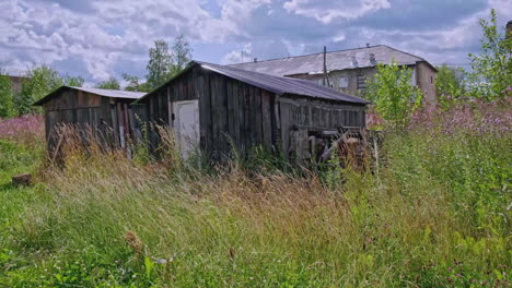 old wooden sheds in overgrown yard