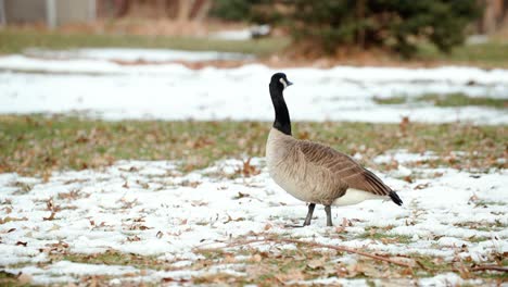 a profile full shot of a single canadian goose standing in a park with snow and fall leaves