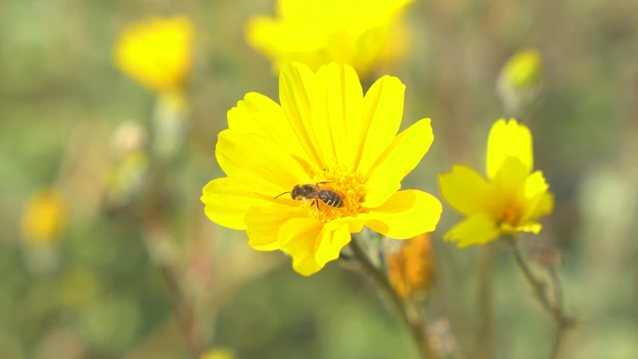 Primo piano di un'ape che raccoglie nettare da un fiore del deserto ad Anza Borrego, California.