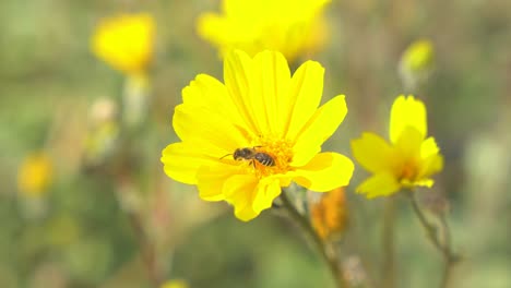 Close-up-shot-of-a-bee-collecting-nectar-from-a-desert-flower-in-Anza-Borrego,-California