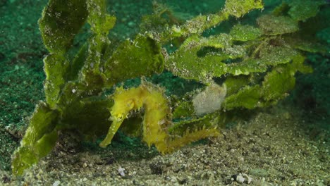 caballito de mar espinoso amarillo frente a la hierba marina