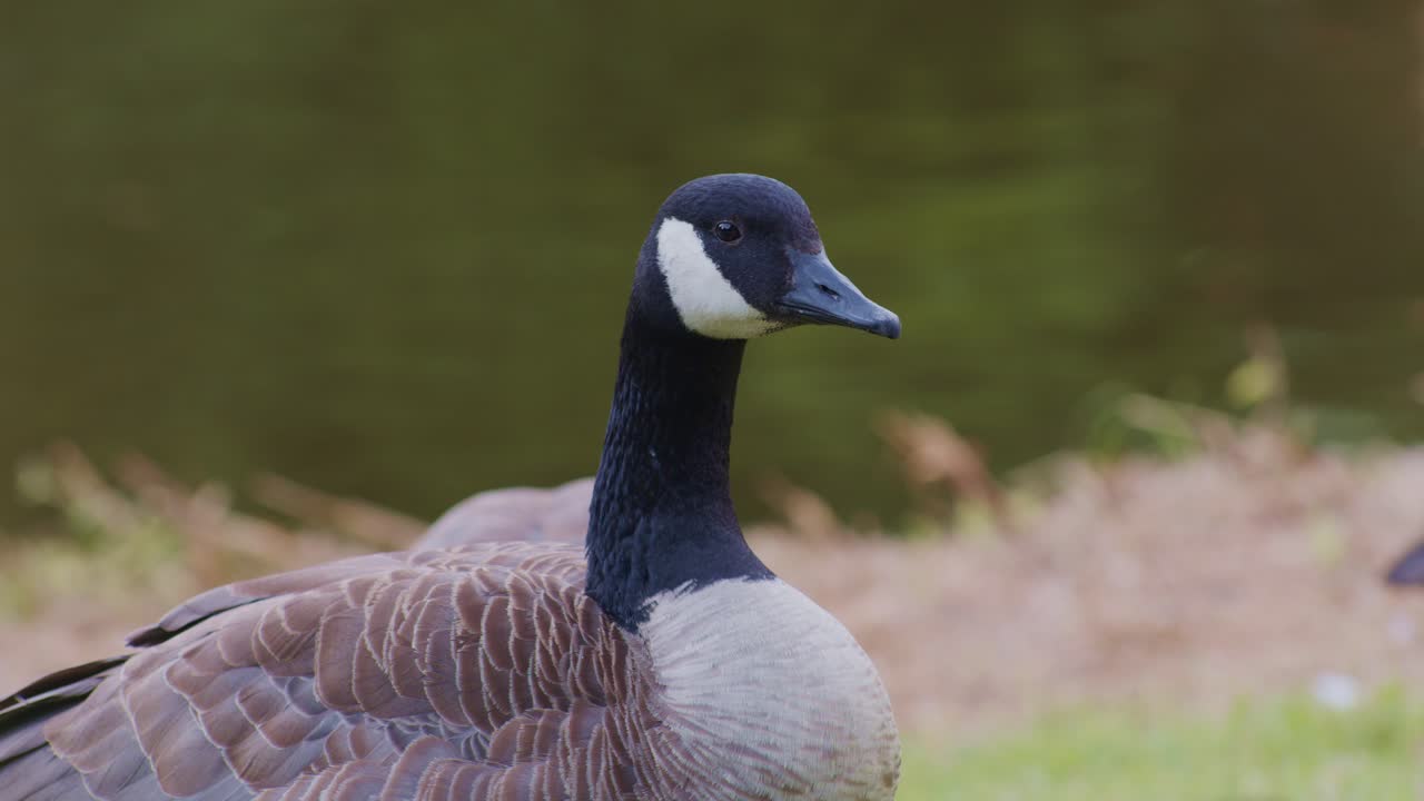 gansos canadienses aves animales en el entorno natural en el parque, escena de vida silvestre episodio