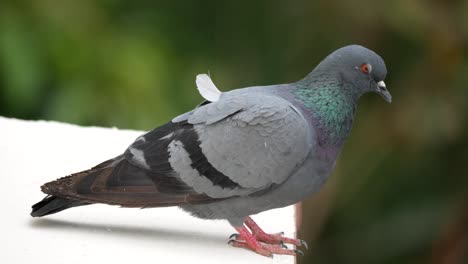 Pigeon-on-wall-sunbathing-and-hunting