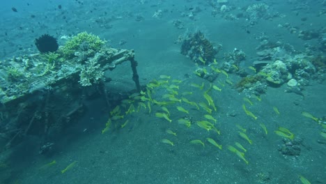 Gelbe-Tropische-Fische-Schwimmen-Um-Die-Wiederherstellung-Von-Korallenriffen,-Bali,-Zeitlupe