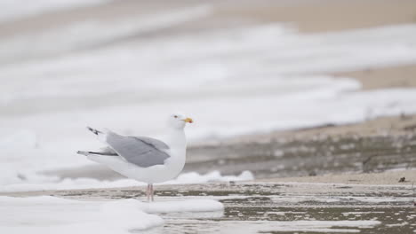 seagull preening on sea shore