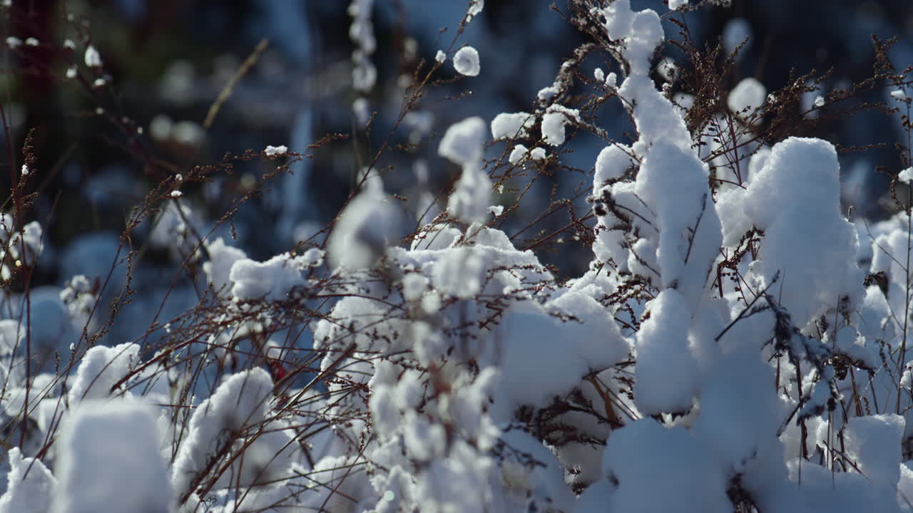 Nærbilde av snødekt vegetasjon i vintersollys. Snødekt frossen mark.