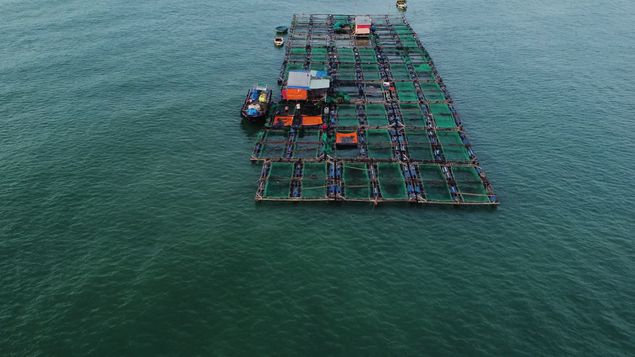 trabajador vietnamita de sobrevuelo aéreo que trabaja en una granja pesquera, cultiva razas caras de peces y los vende más tarde en el mercado
