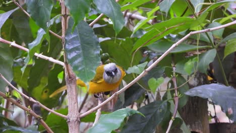 pájaro tanager de cabeza gris en el parque nacional de nevada y sus alrededores