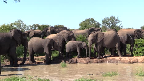 A-large-herd-of-elephants-enjoy-a-sunny-day-at-the-waterhole-in-Timbavati-Game-Reserve,-South-Africa