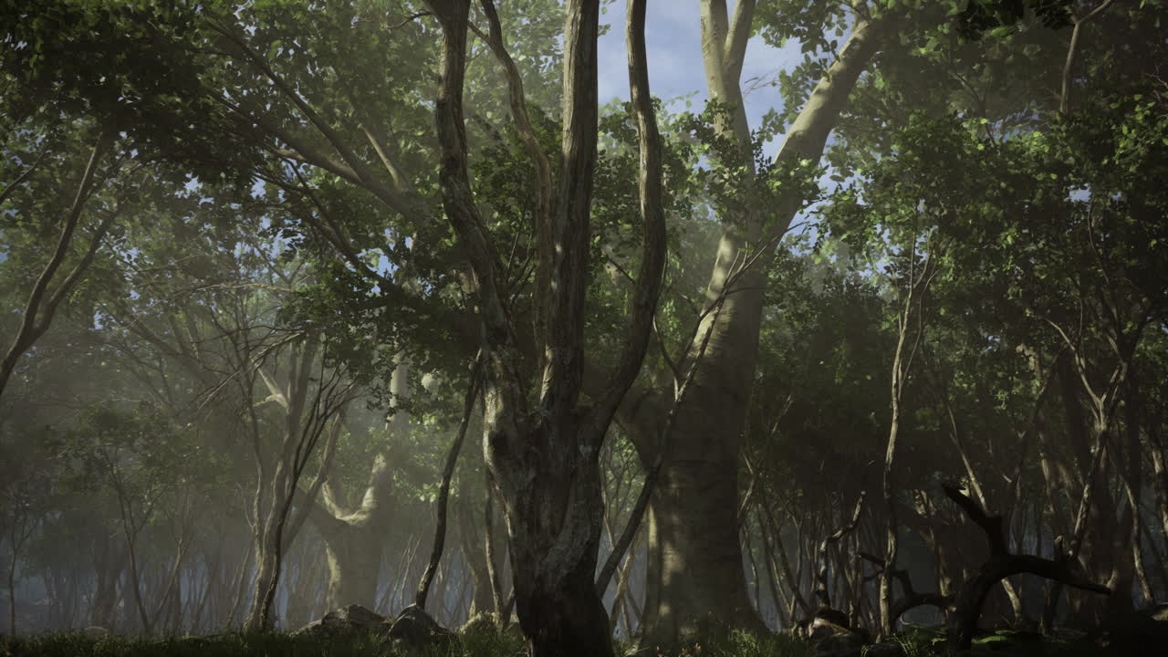 어 ⁇  속의 깊은 열대 정글