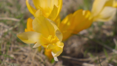 wild-yellow-crocus-in-nature