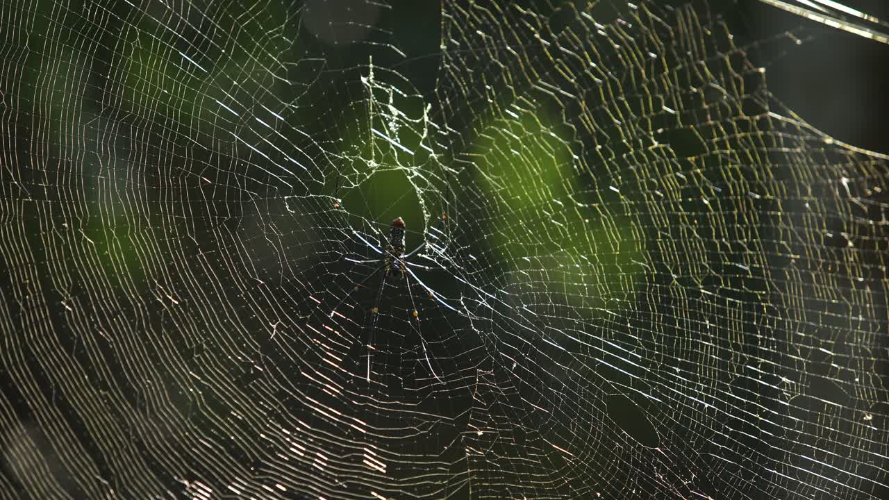 거미는 먹이를 기다리며 그 웹에 앉아 있습니다.