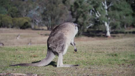 Wallaby-Rascándose-La-Espalda-Mientras-Está-De-Pie-En-El-Campo