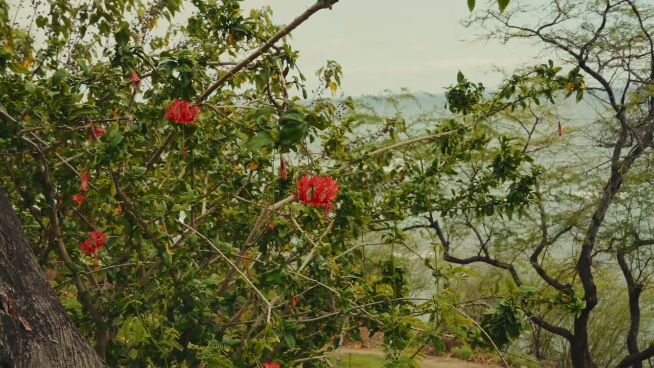 un arbusto de bougainvillea en flor bordea la costa hawaiana en el océano pacífico cerca de diamond head