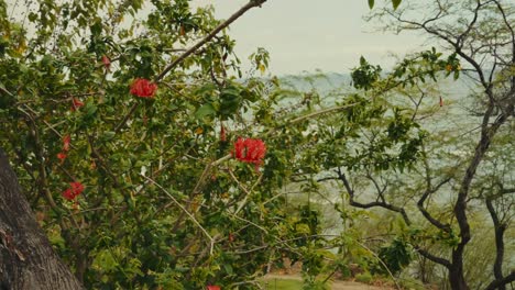 Ein-Blühender-Bougainvillea-Strauch-Säumt-Die-Hawaiianische-Küste-Am-Pazifischen-Ozean-In-Der-Nähe-Von-Diamond-Head