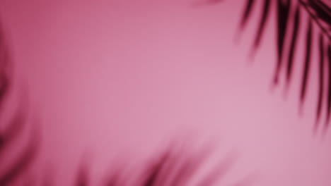 primer plano de hojas borrosas en fondo rosa con espacio de copia en cámara lenta