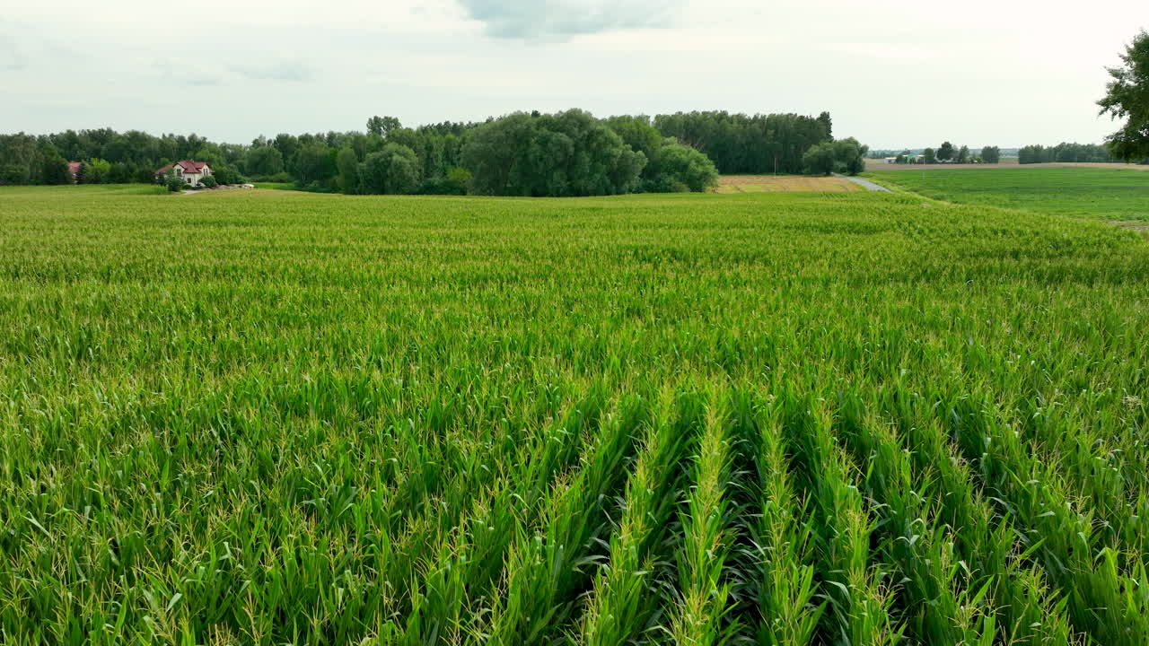 Lush green cornfield under cloudy skies, rural landscape with trees and farmhouse in the distance