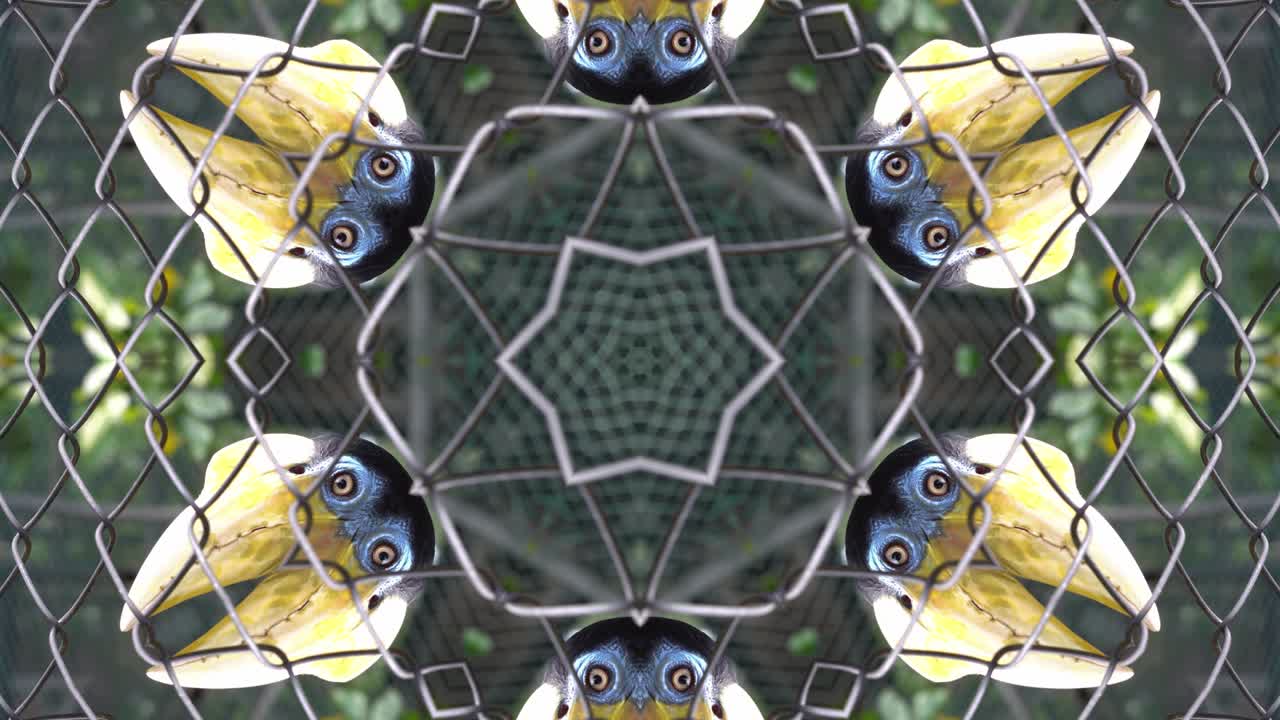 калейдоскоп 4k роговой черепахи в клетке