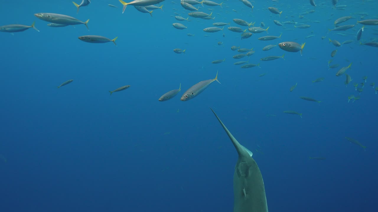 Great White Shark approaches from beneath, getting close and swimming by while cage diving at the island of Guadalupe, Mexico. Slow motion shot.