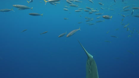 great white shark approaches from beneath, getting close and swimming by while cage diving at the island of guadalupe, mexico. slow motion shot.