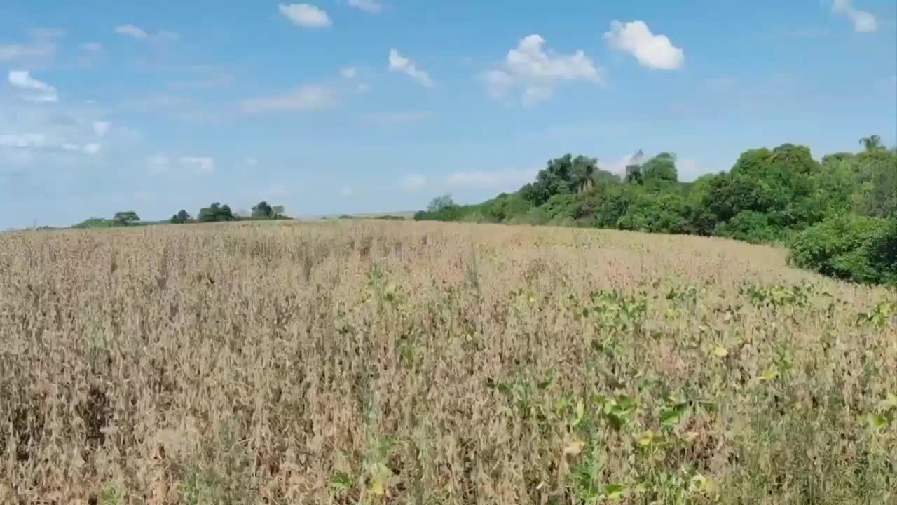 plantación de soja en la etapa de maduración-2