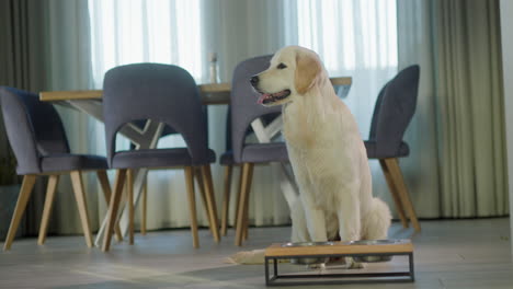 golden retriever eating in dining room