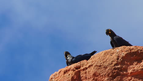 Lear's-macaw-family-on-the-edge-of-sandstone-cliff-in-Caatinga,-Brazil