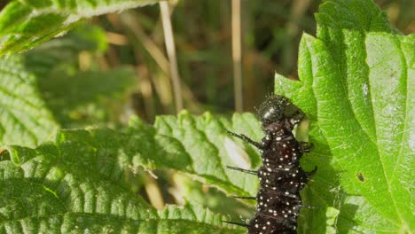 Close-up of caterpillar facing upward while eating, green veins all around