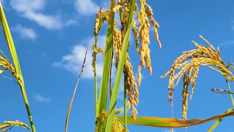 rice plant crops growing on sunny day against blue sky, close up motion view