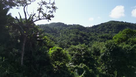Tropical-forest-hidden-in-shade-behind-trees,-low-flying-aerial,-catanduanes