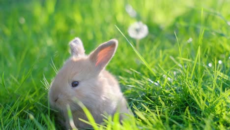 Cute Bunny in Green Grass