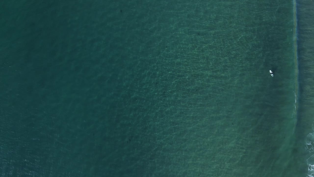 Oceano Pacifico limpido con pesci che nuotano sott'acqua vicino alla California.