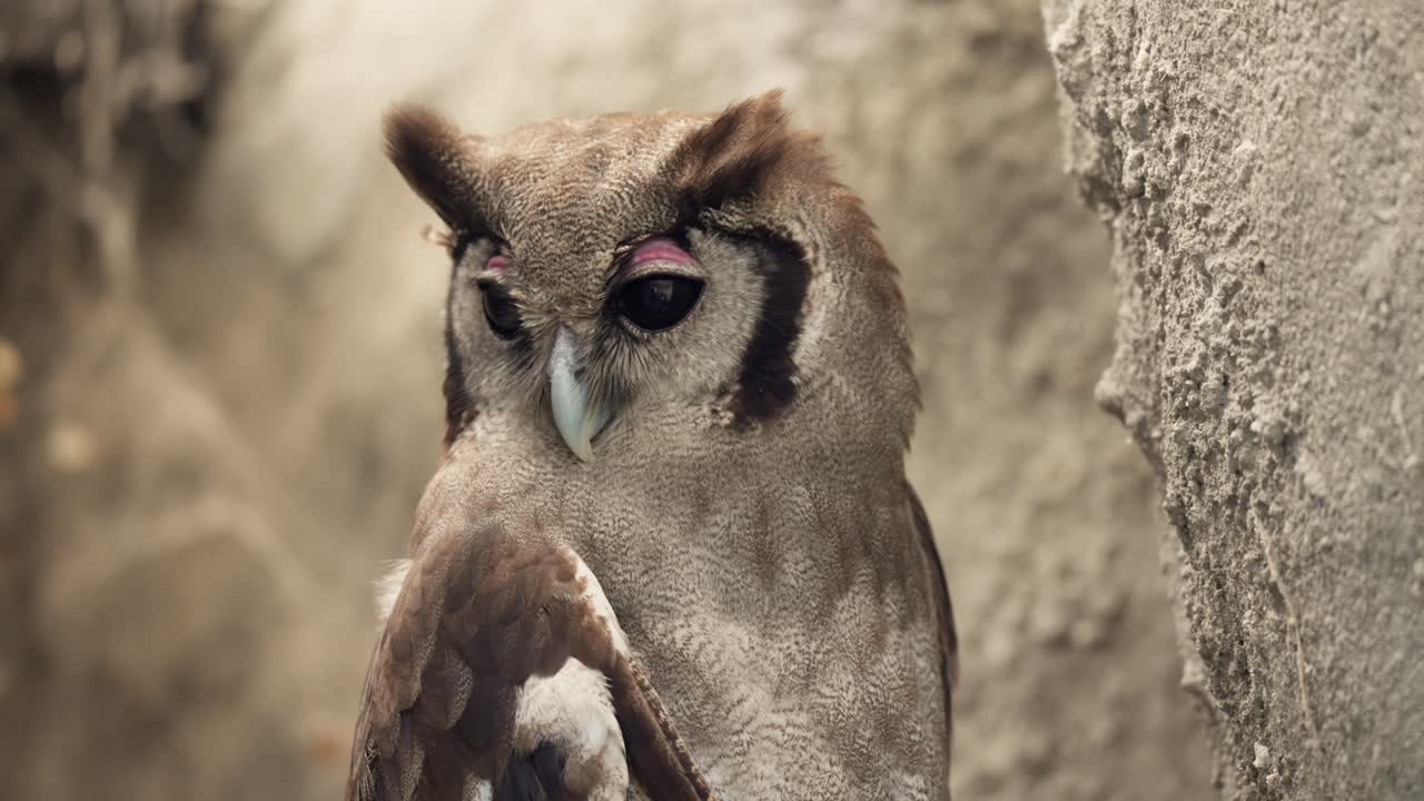 Kenya'nın Naivasha bölgesinde doğal ışıkta fotoğraflanan, detaylı yüz hatlarını ve belirgin pembe göz kapaklarını gösteren bir Afrika puhusunun yakın çekim portresi