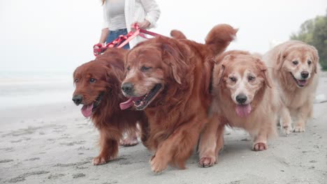 happy woman walking her dogs on the beach. healthy leisure time and exercise outdoors.