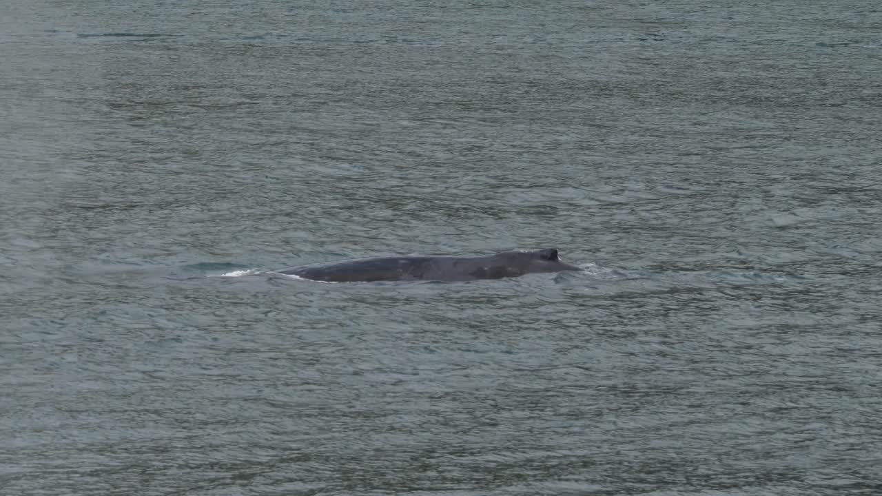 Dorsal fin of a Humpback whale diving