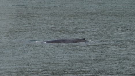 dorsal fin of a humpback whale diving