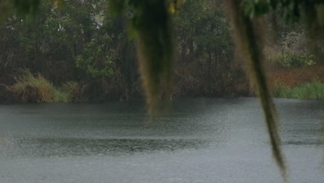 Trees-and-pond-blowing-in-hurricane-wind-gusts