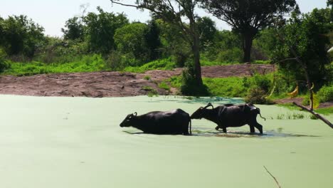 Familia-De-Búfalos-De-Agua-Entrando-En-Un-Pequeño-Estanque