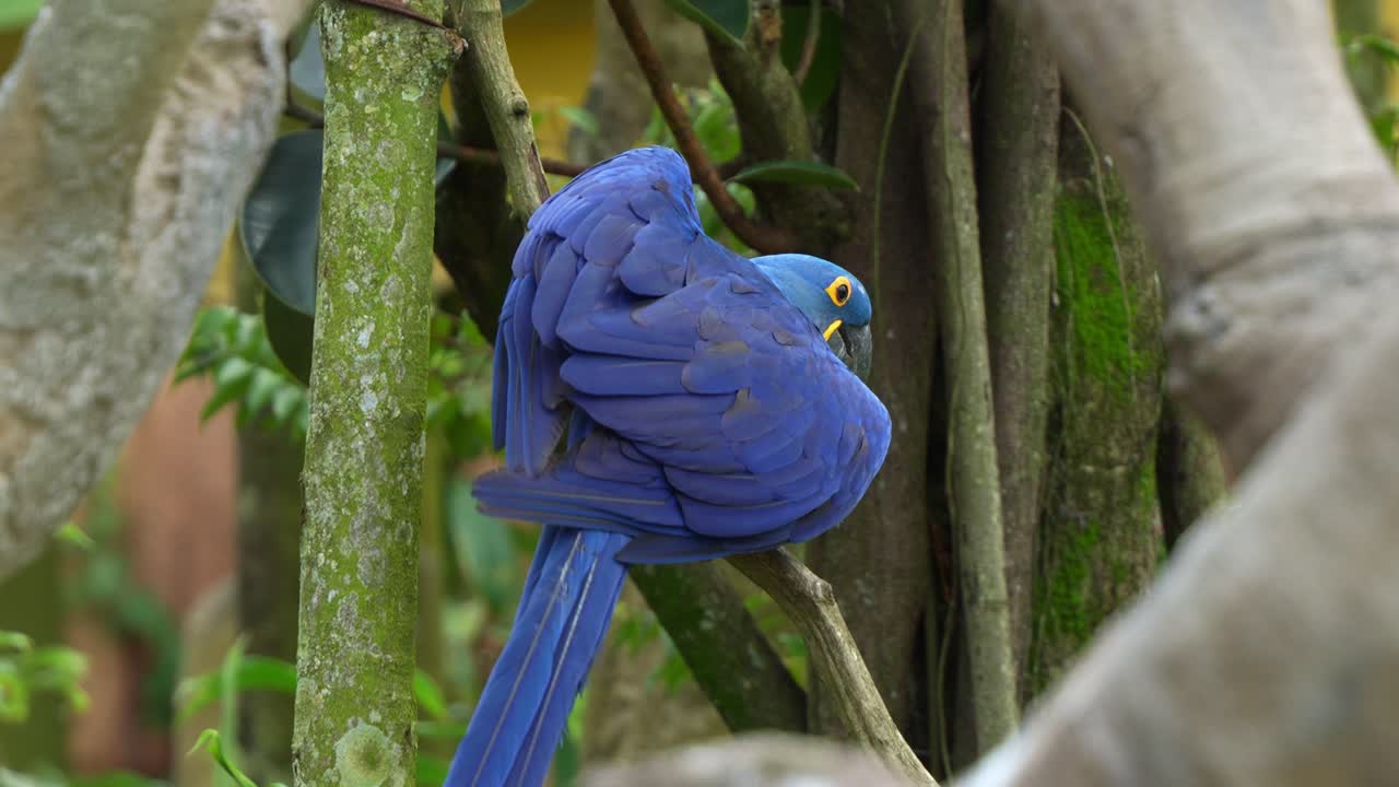 눈에 띄는 파란색 털을 가진 anodorhynchus hyacinthinus는 나무에 앉아 주변을 둘러보며 날개를 펴고 날아갑니다.