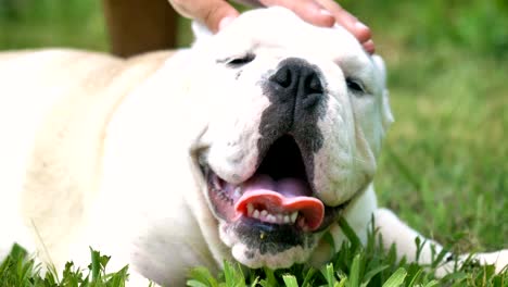 beautiful white brown english bulldog, beautiful face sitting on grass, nature background. concept: a parodist dog, favorite animals, true friends, a dog's pedigree, a friend's dog, a small wool.