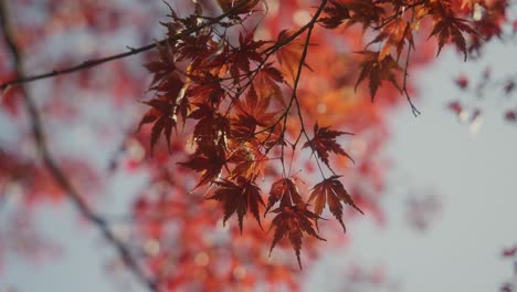 4k-Rojo-Otoño-Colores-Japón-Momiji-Velocidad-En-Tiempo-Real