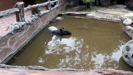 a tapir in it's pond in a zoo