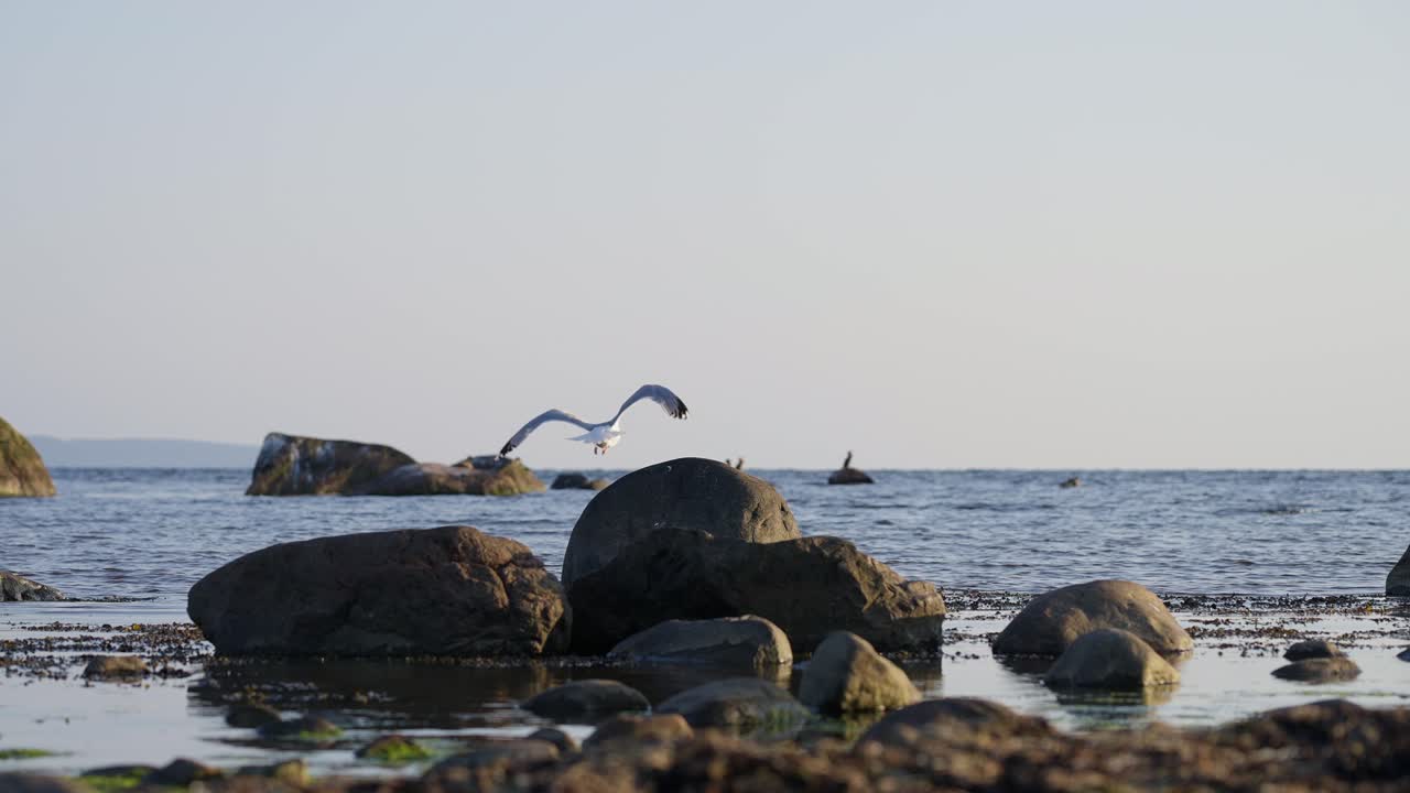 A seagull takes off from rocky shore in slow motion over calm ocean waves