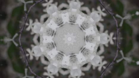 white flower mandala