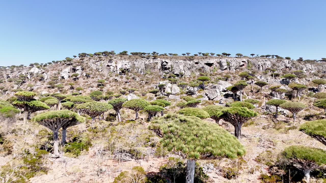Socotra's Native Dragon Blood Trees