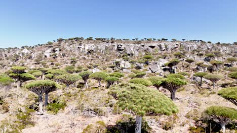 Socotra's-Native-Dragon-Blood-Trees