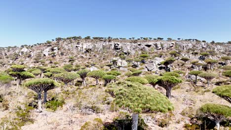 Socotra&#039;s Native Dragon Blood Trees